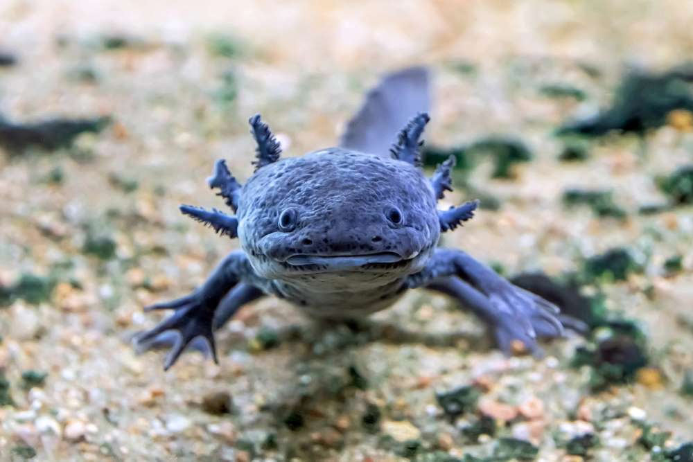 axolotl pet