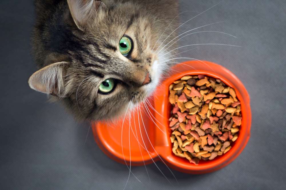 Cat's Food 