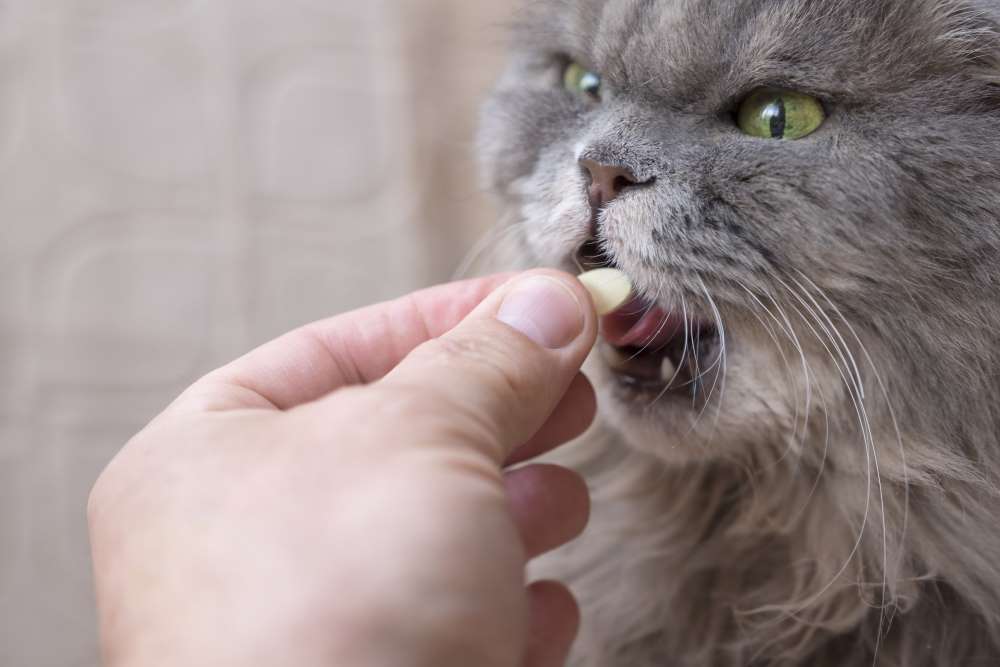 cat vitamins