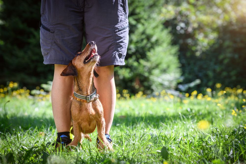 training dog to behave