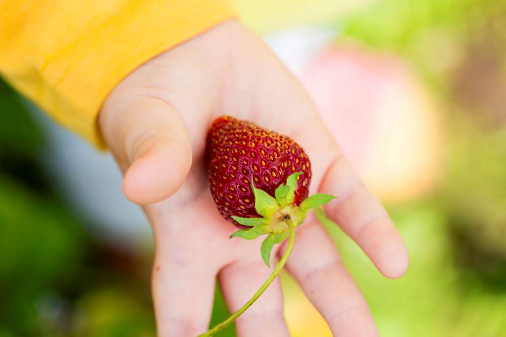 straberries freeze dried