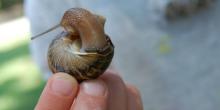 Little girl with snail